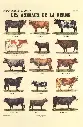Les Animaux de la Ferme tableau A