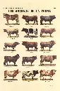Les Animaux de la Ferme tableau B