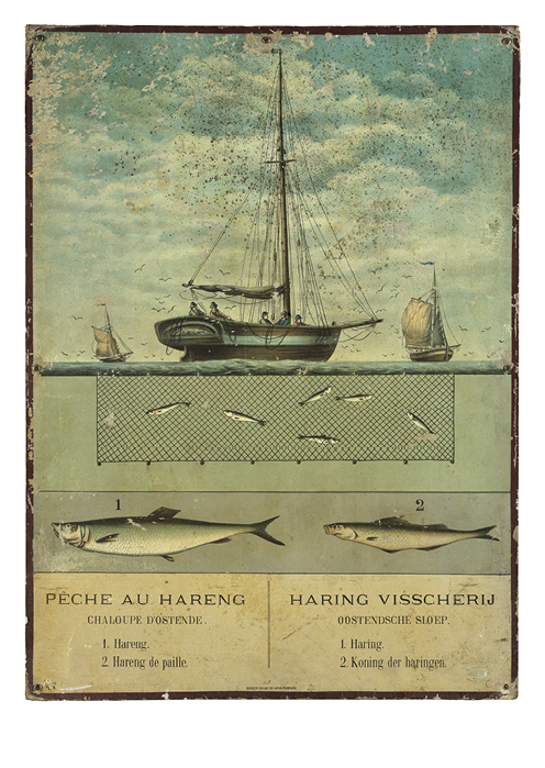 Haring Visscherij