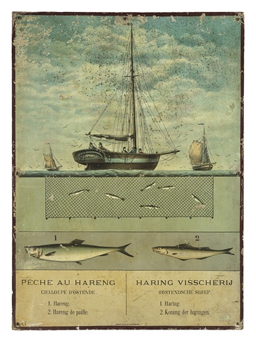 Haring Visscherij