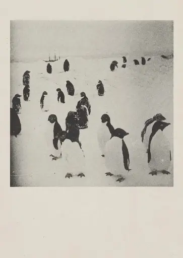 Pinguins op een ijsbank in Antarctica met het poolschip Belgica op de achtergrond