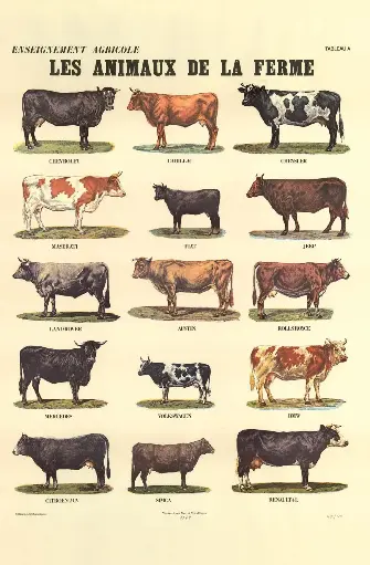 Les Animaux de la Ferme tableau B