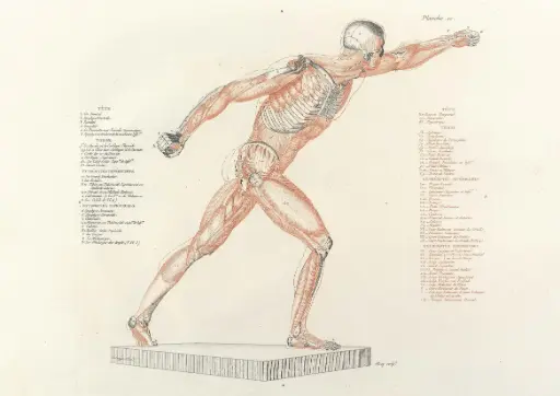 Anatomie van de vechtende gladiator PL.11